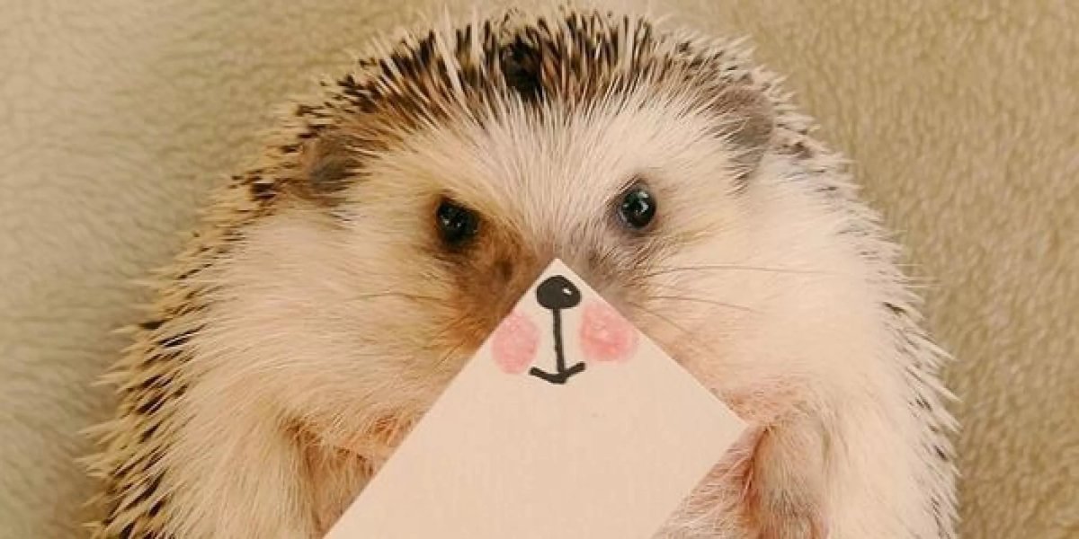 Ава с ежиком