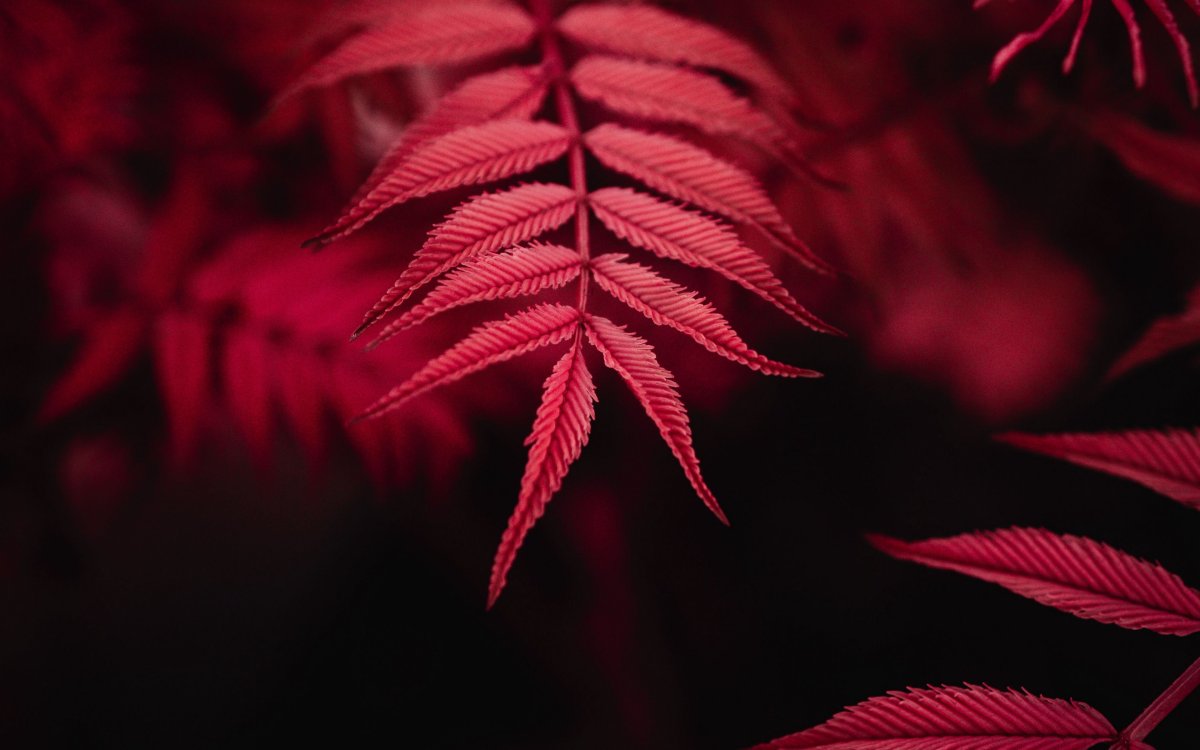 Красные листья Эстетика