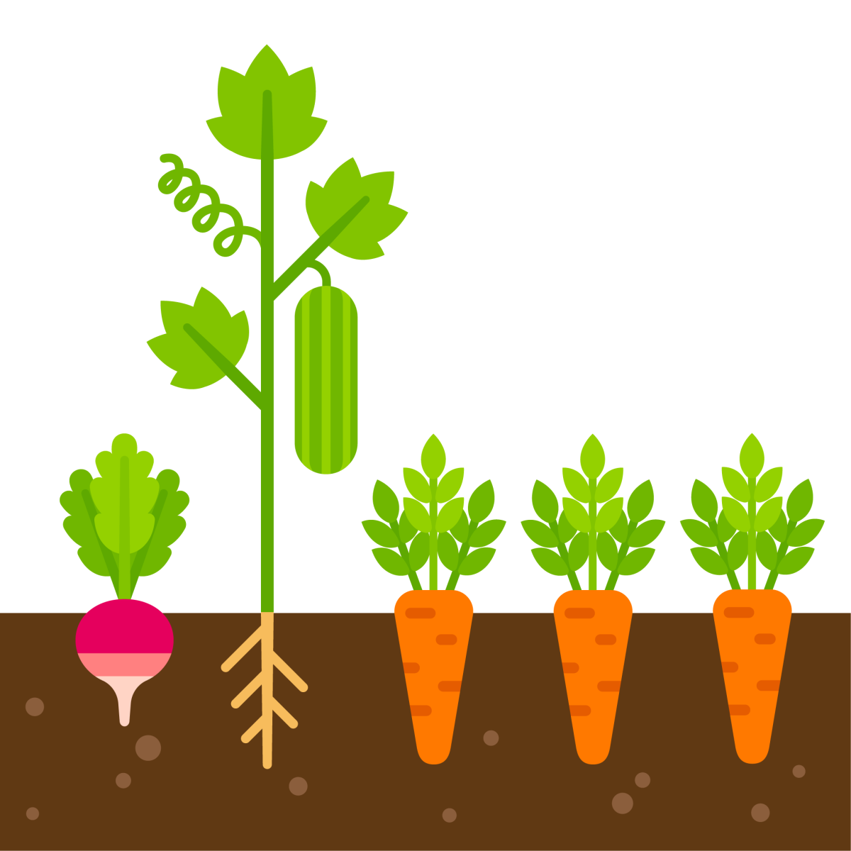 Пермакультура соседство овощей