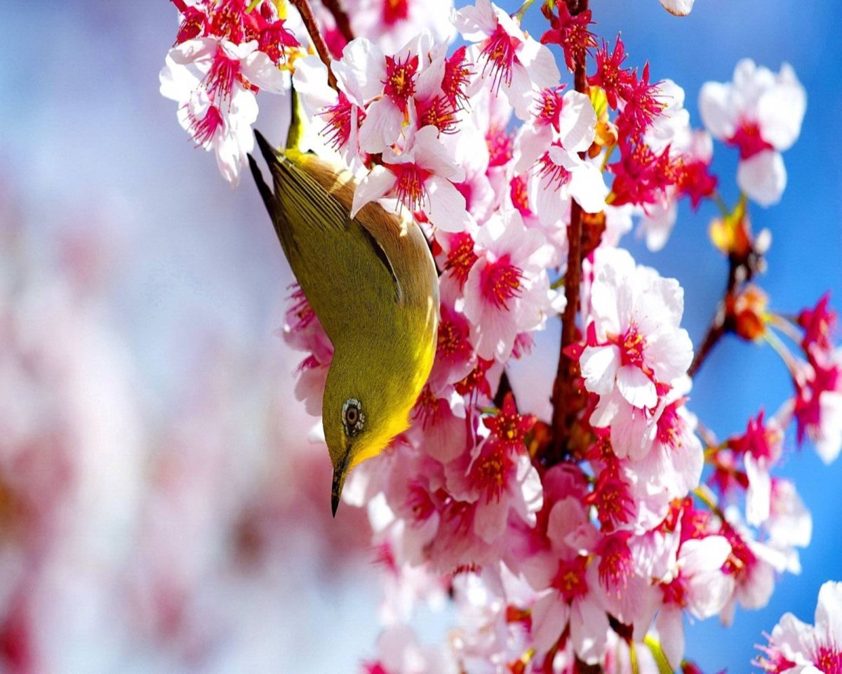 Баннер Весна птицы
