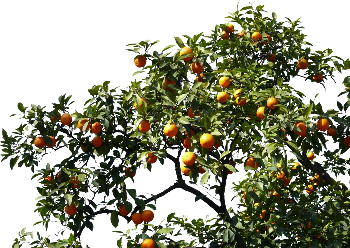 Фруктовые ветки. Фруктовые деревья (яблоня, груша, абрикос, мандарин).. Деревья и плоды. Яблоня дерево. Апельсиновое дерево.