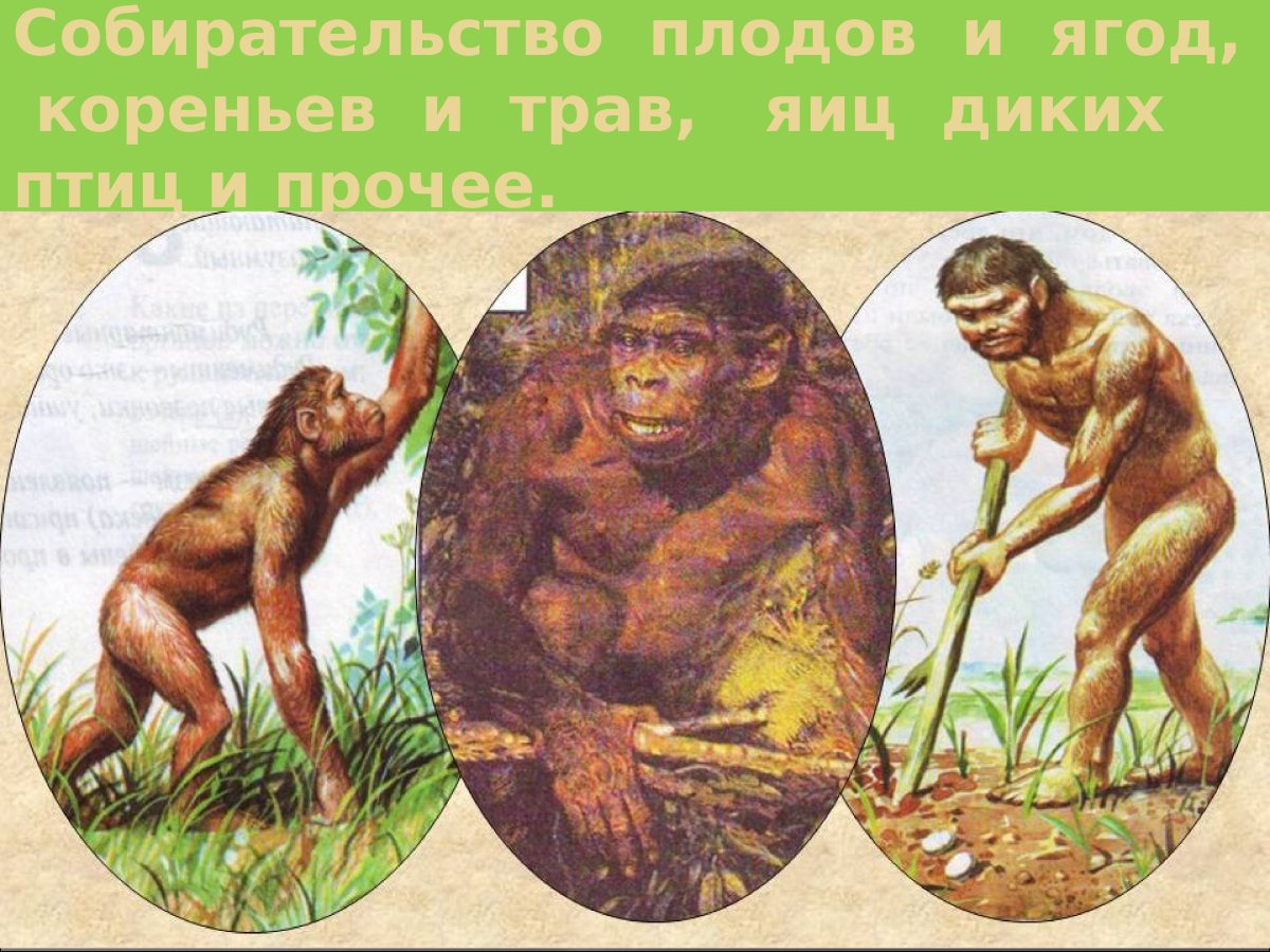 Хомо хабилис жилища