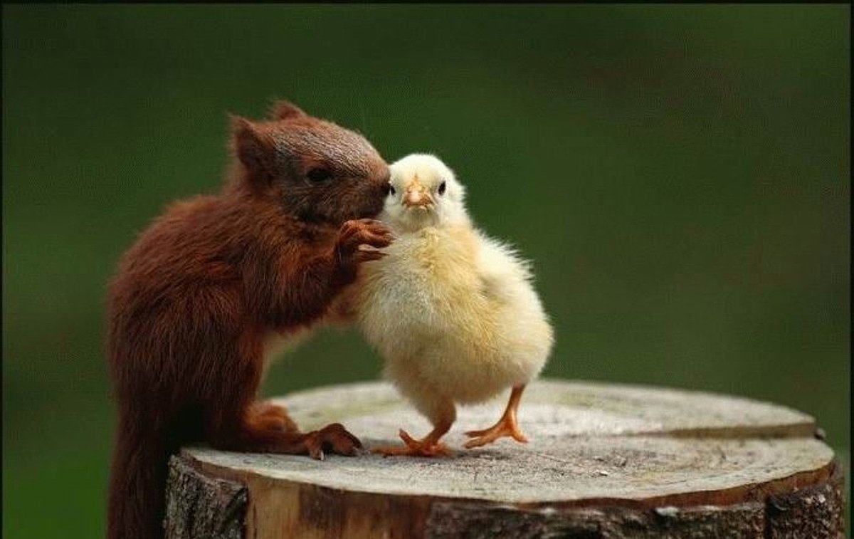 Поддерживающий котик