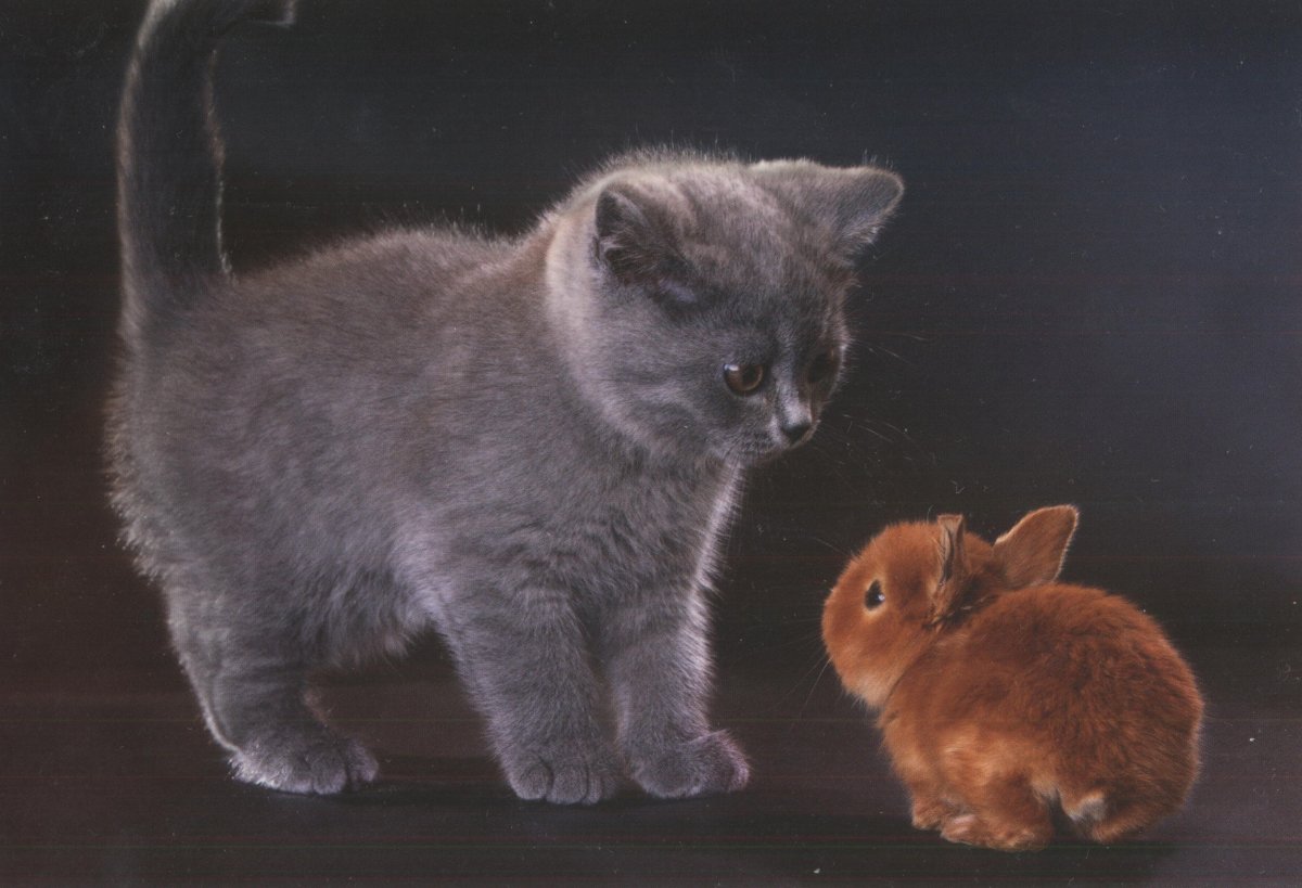 Давайте дружить картинки