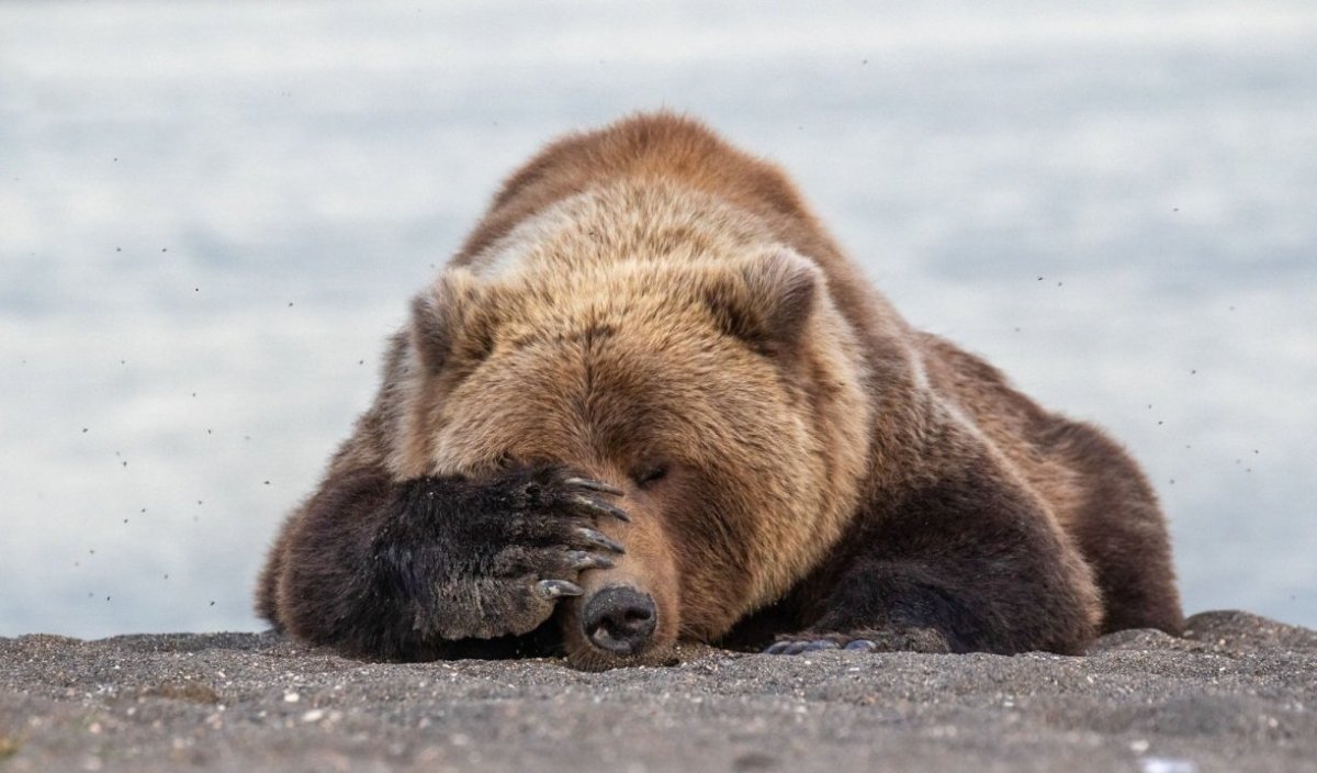 Финалисты конкурса comedy Wildlife Photography Awards: