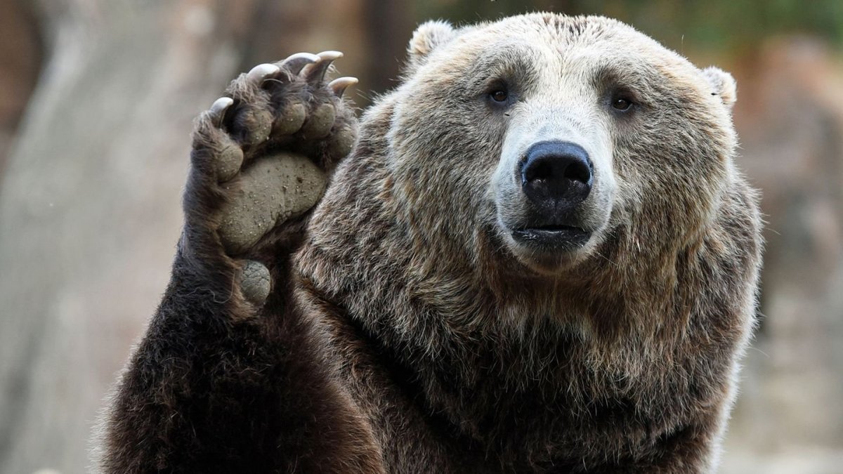 Недовольный медведь