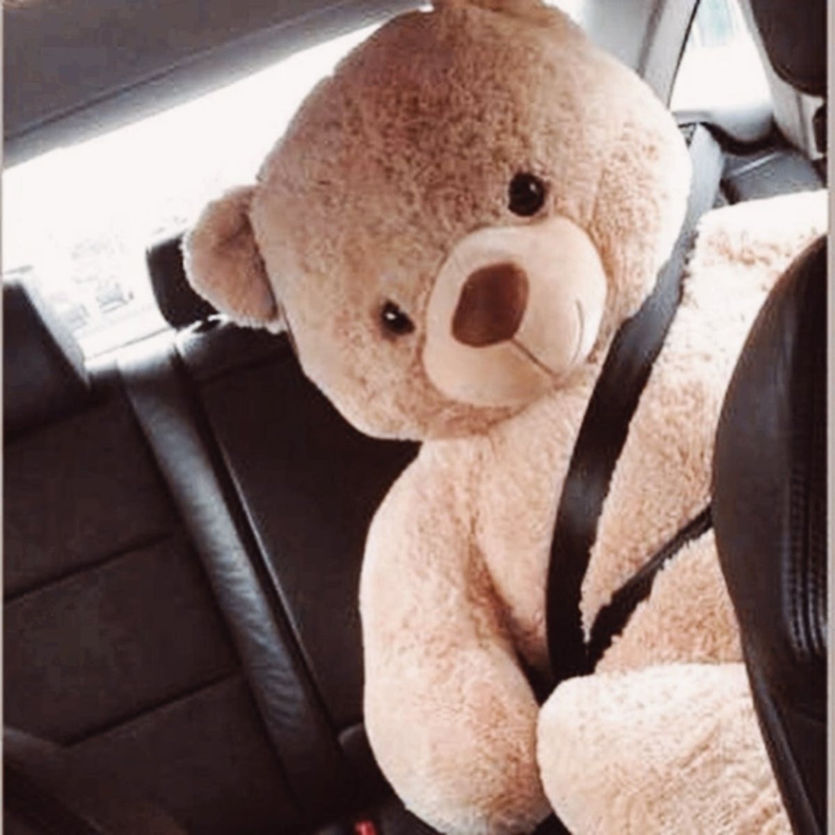 Медведь обиделся