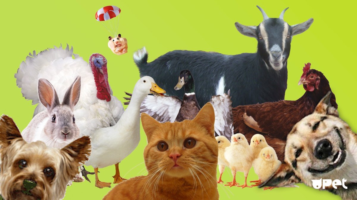 Животные вместе