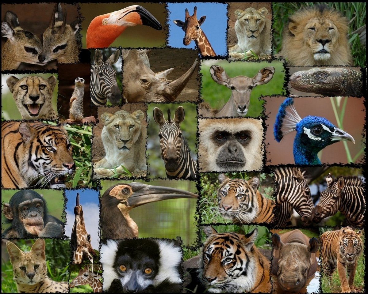 Домашние животные для квартиры