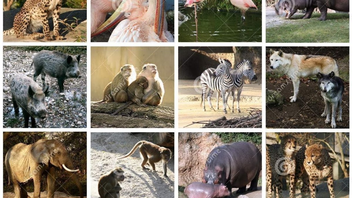 Животные джунглей