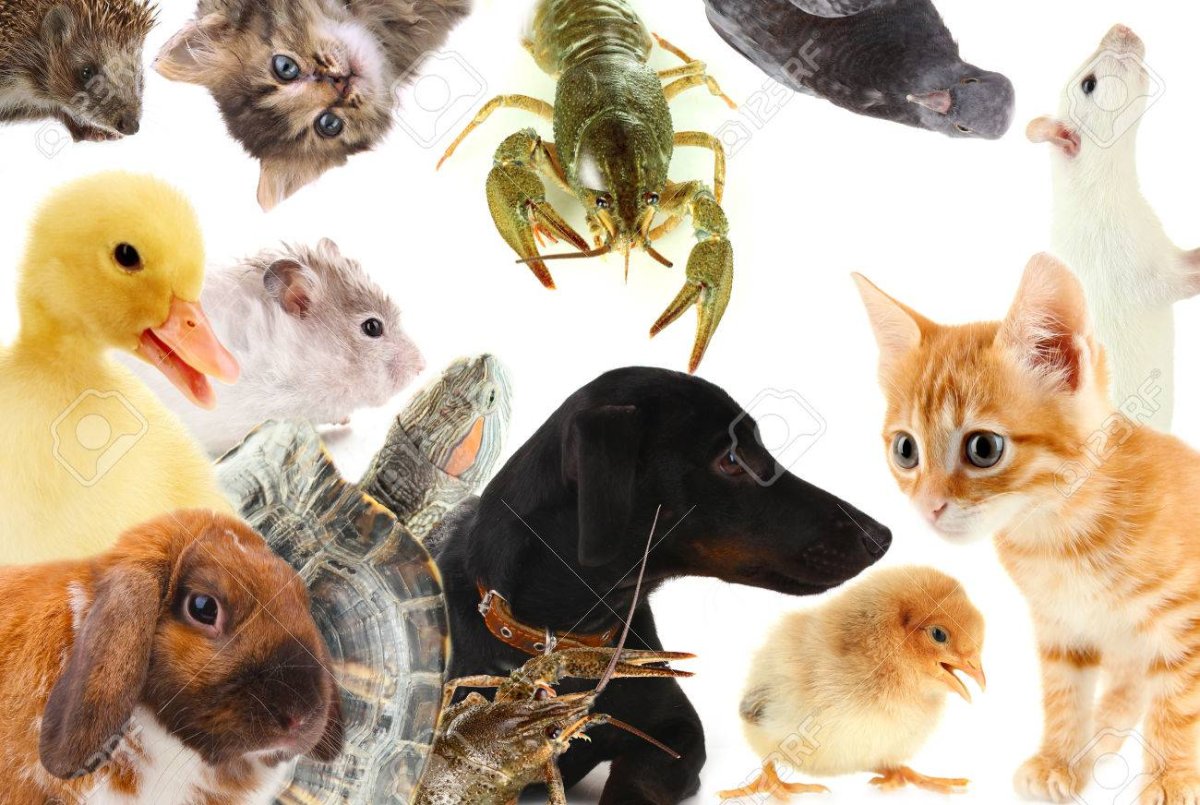 Коллаж с животными