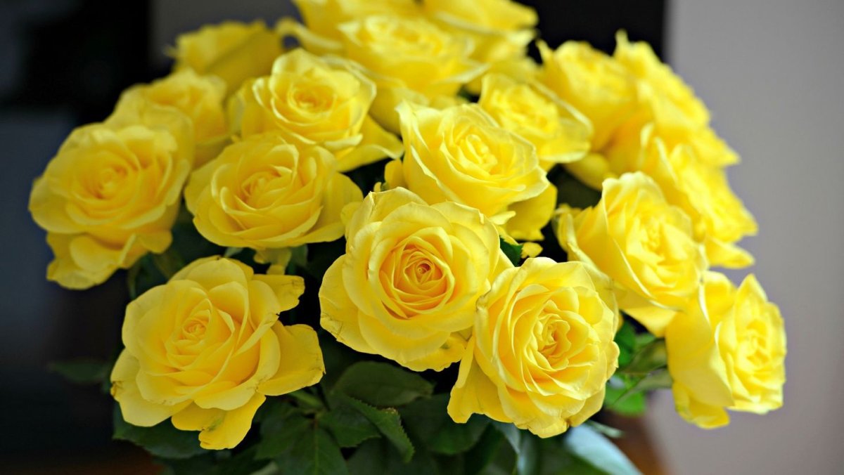 Открытки с желтыми тюльпанами