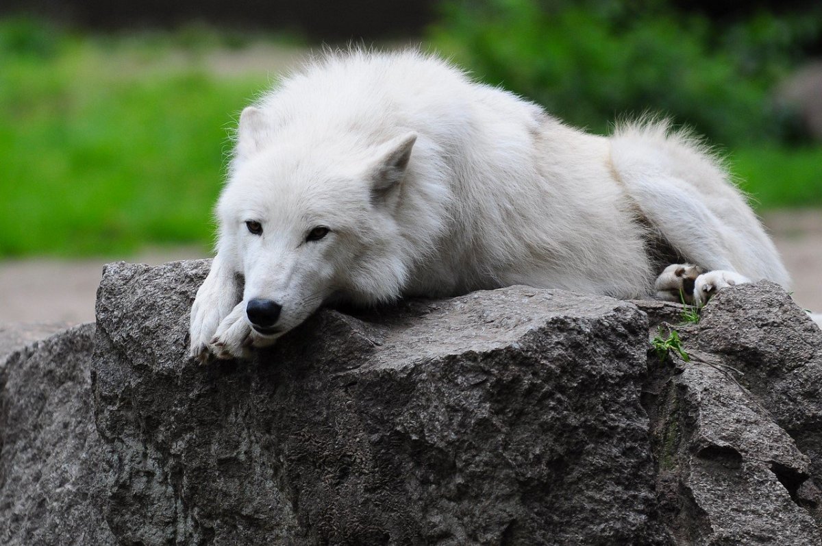 Белая волчица аниме с голубыми глазами