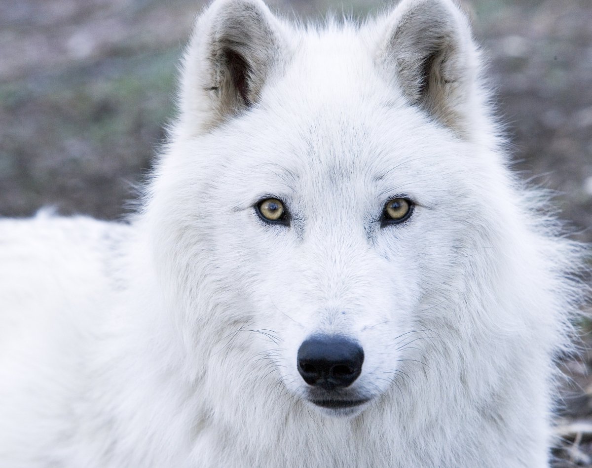 Белый волк аниме