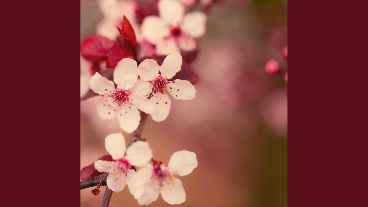 Имя Николай