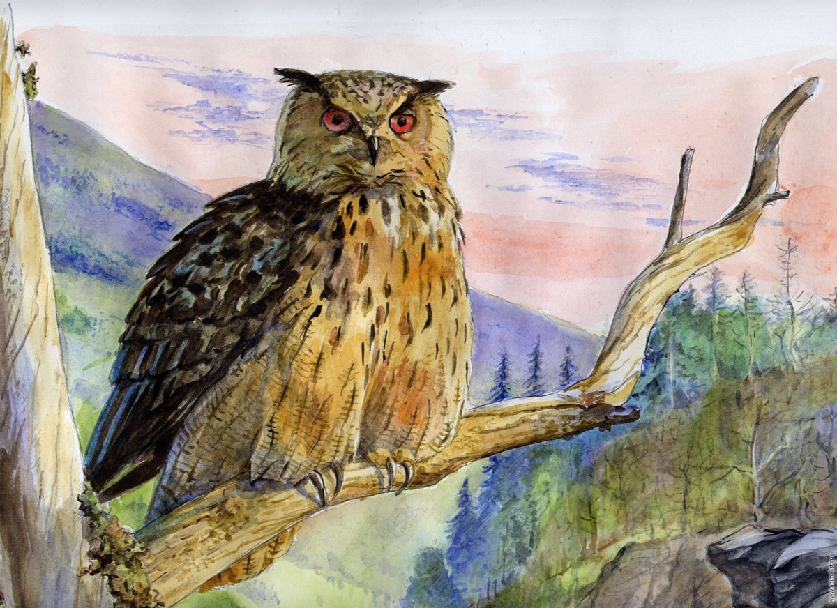 Сова рисунок для детей