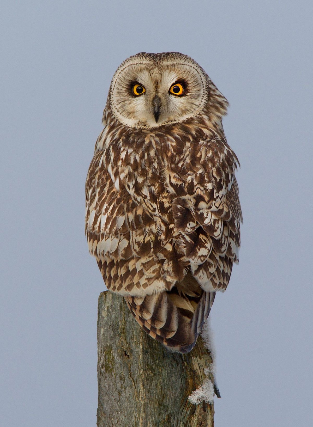 Сова для детей