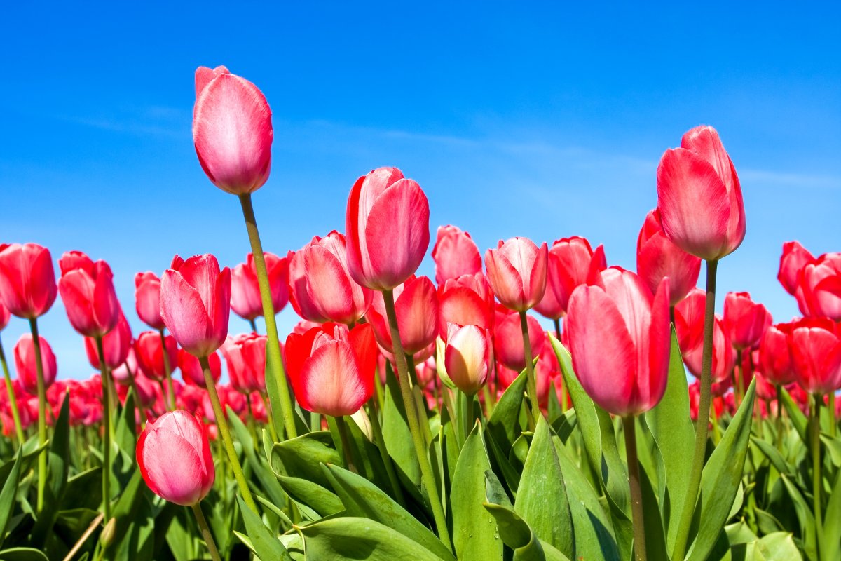 Тюльпан Пинк Ардор