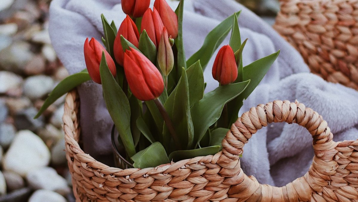 Обои на рабочий стол 1920х1080 тюльпаны