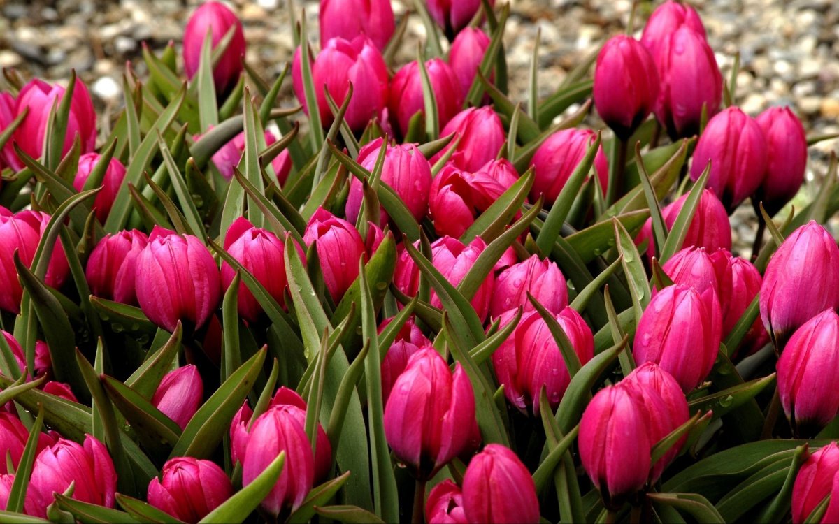 Тюльпан Katinka