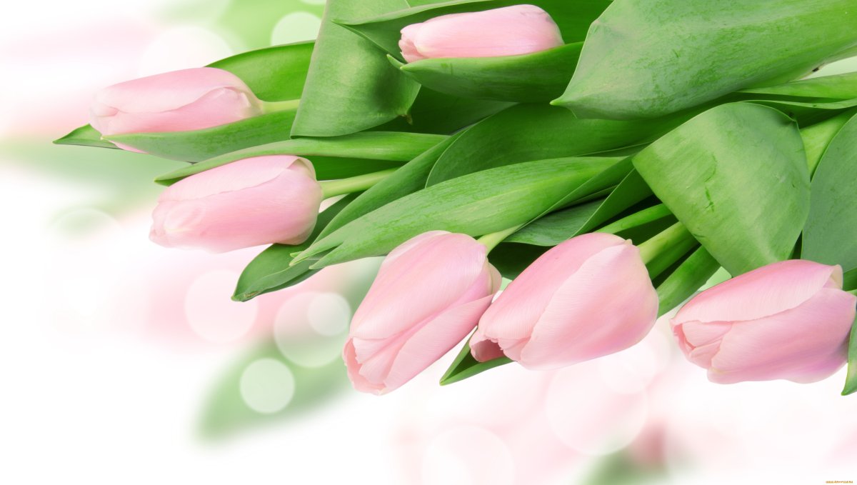 Фонс 8 марта стоматология