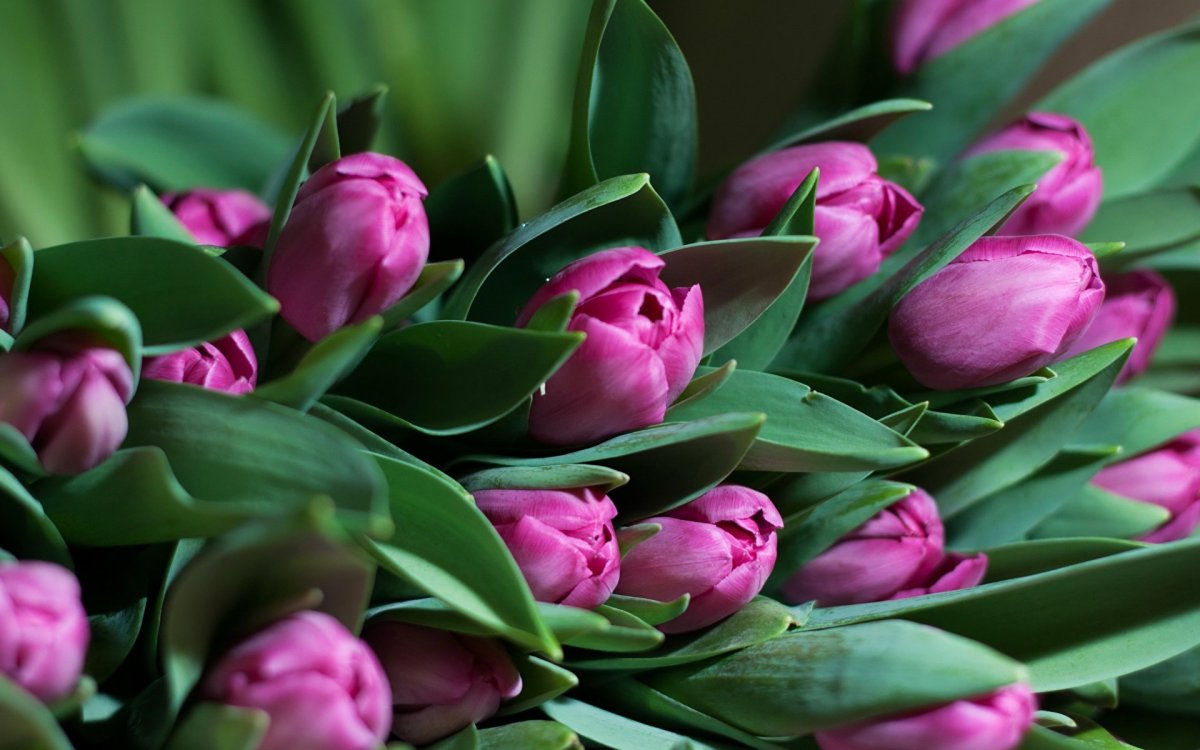 Красивые тюльпаны