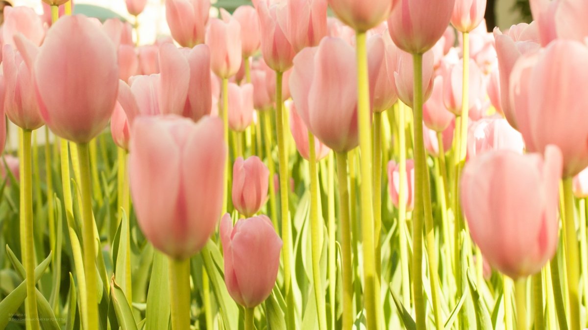 Весна тюльпаны