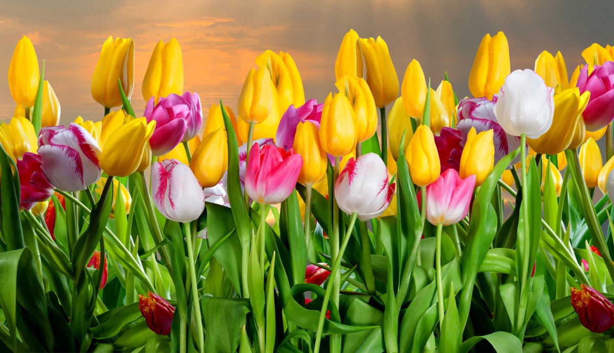 Весенние цветы тюльпаны