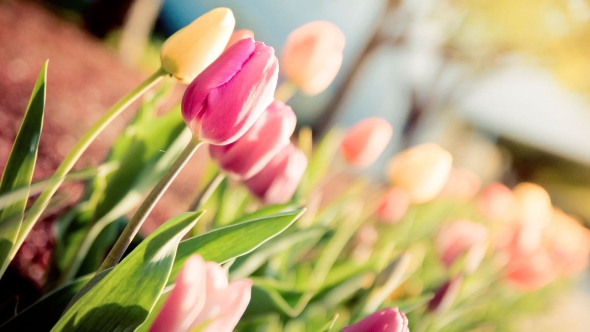 Samantha тюльпан