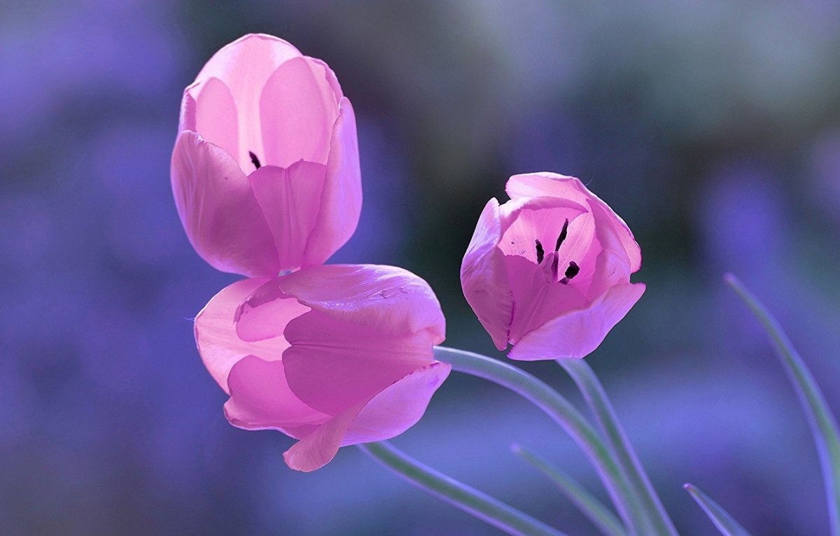 Весенние цветы бутоны