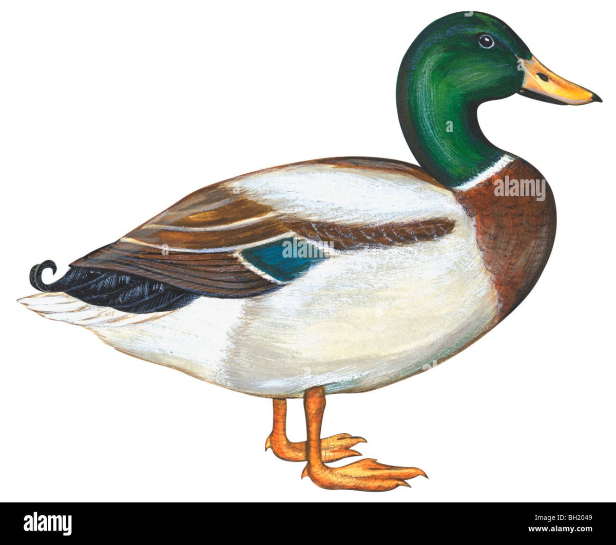 Утка на белом фоне