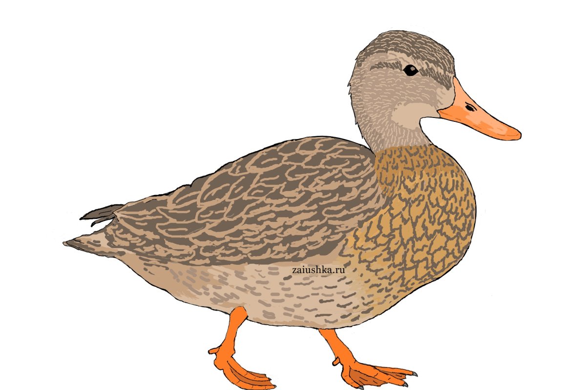 Нарисованная утка на белом фоне