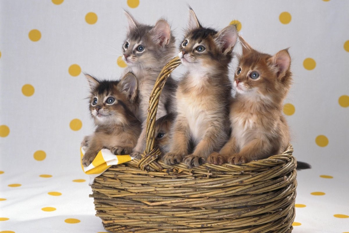 Котята в корзинке