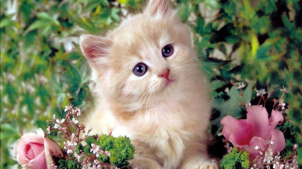 Рихард Донскис картины