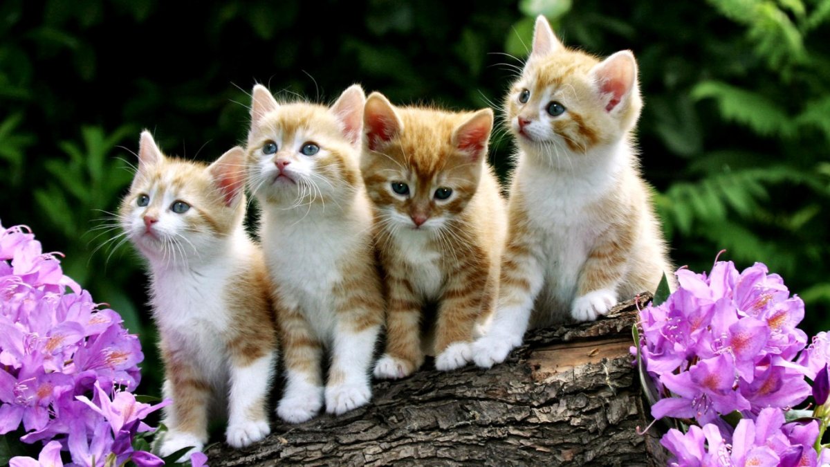 Маленький котенок