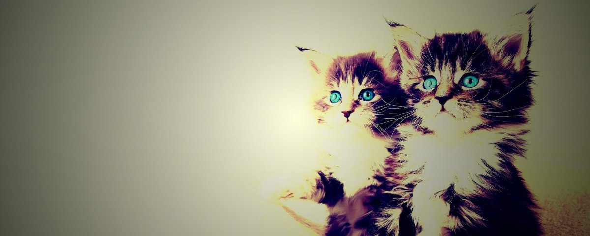 Милые котики