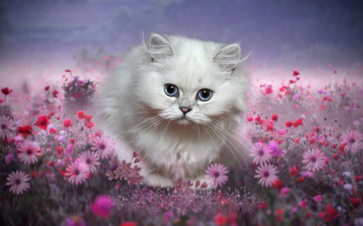 Красивые котята