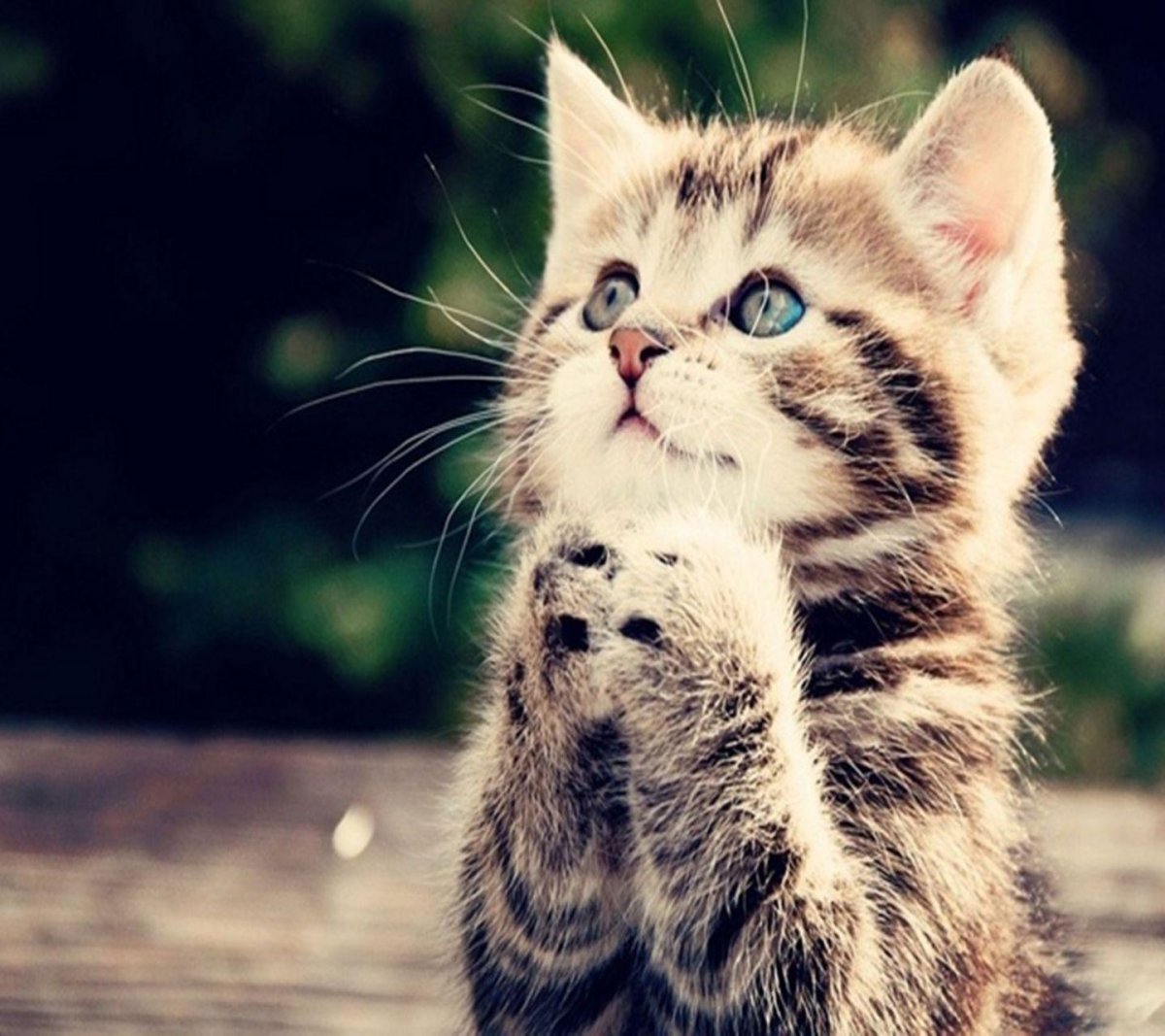 Милые мультяшные котята