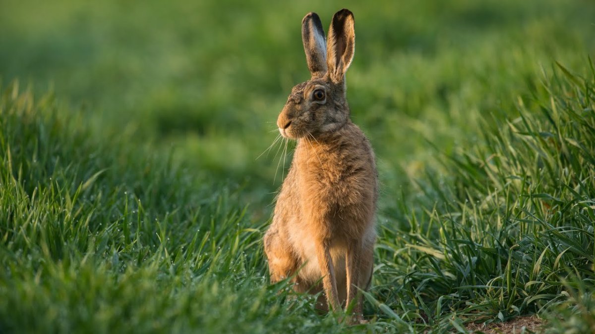 Зайцы в огороде