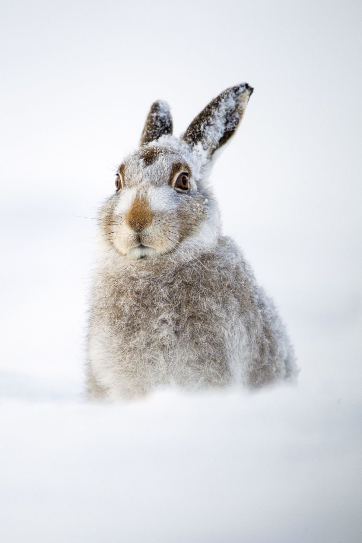 Снежный заяц