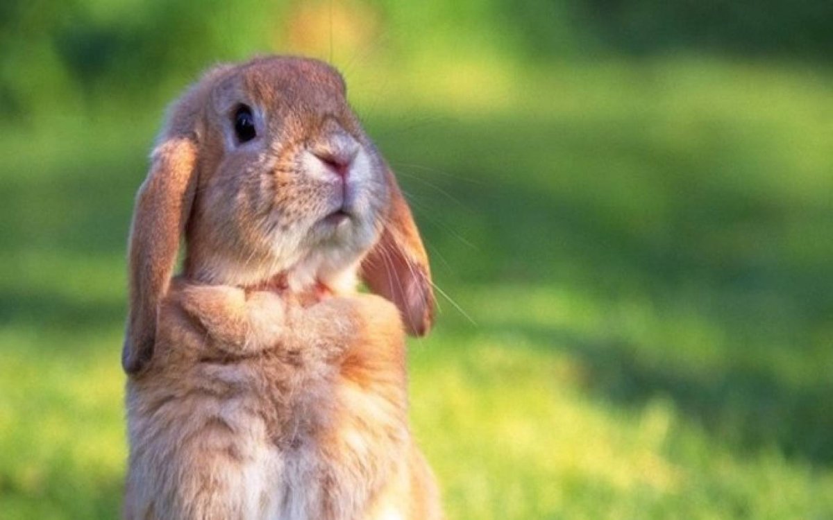 Смешные кролики