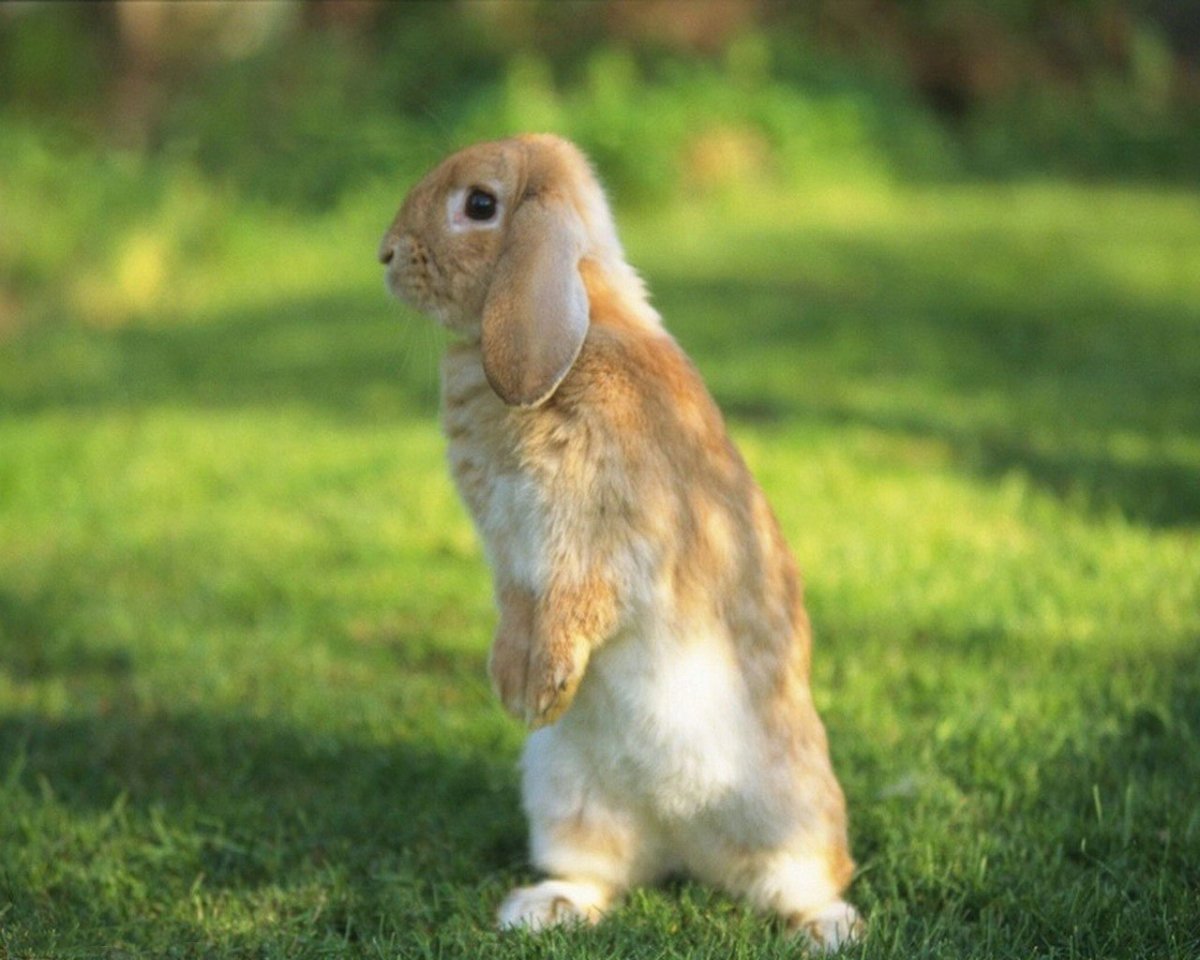 Кролик с короткими ушами