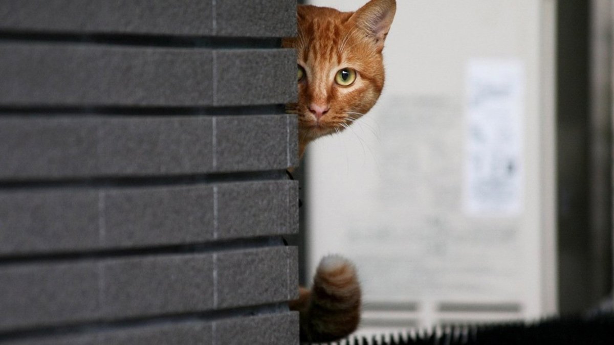Рыжий кот выглядывает