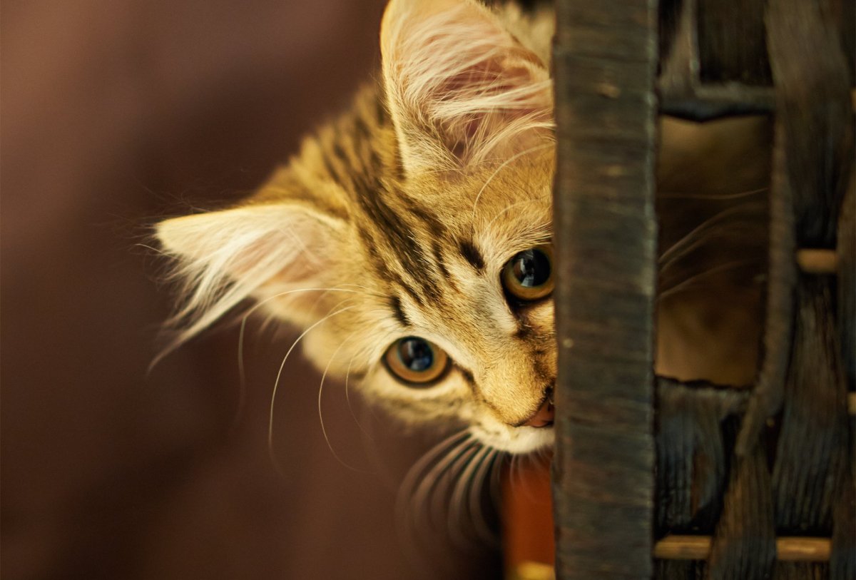Котик выглядывает из за двери