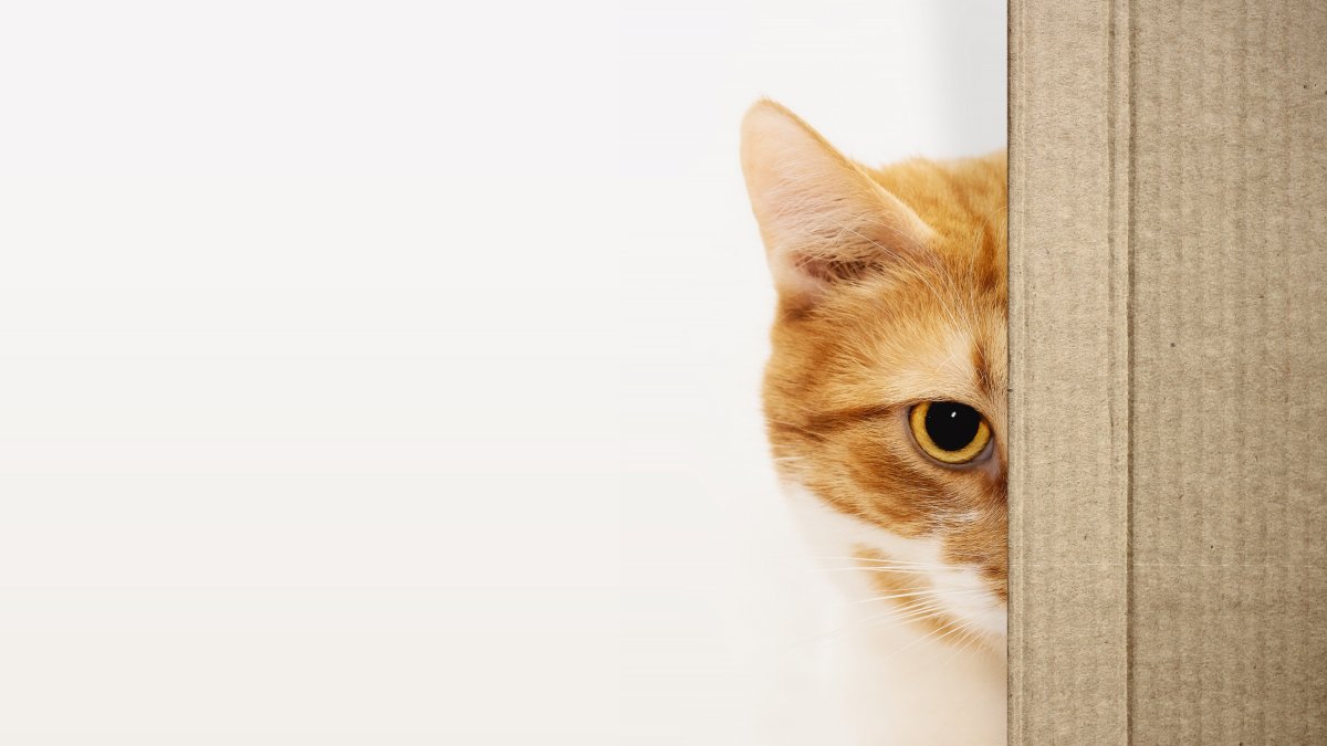 Кот выглядывает