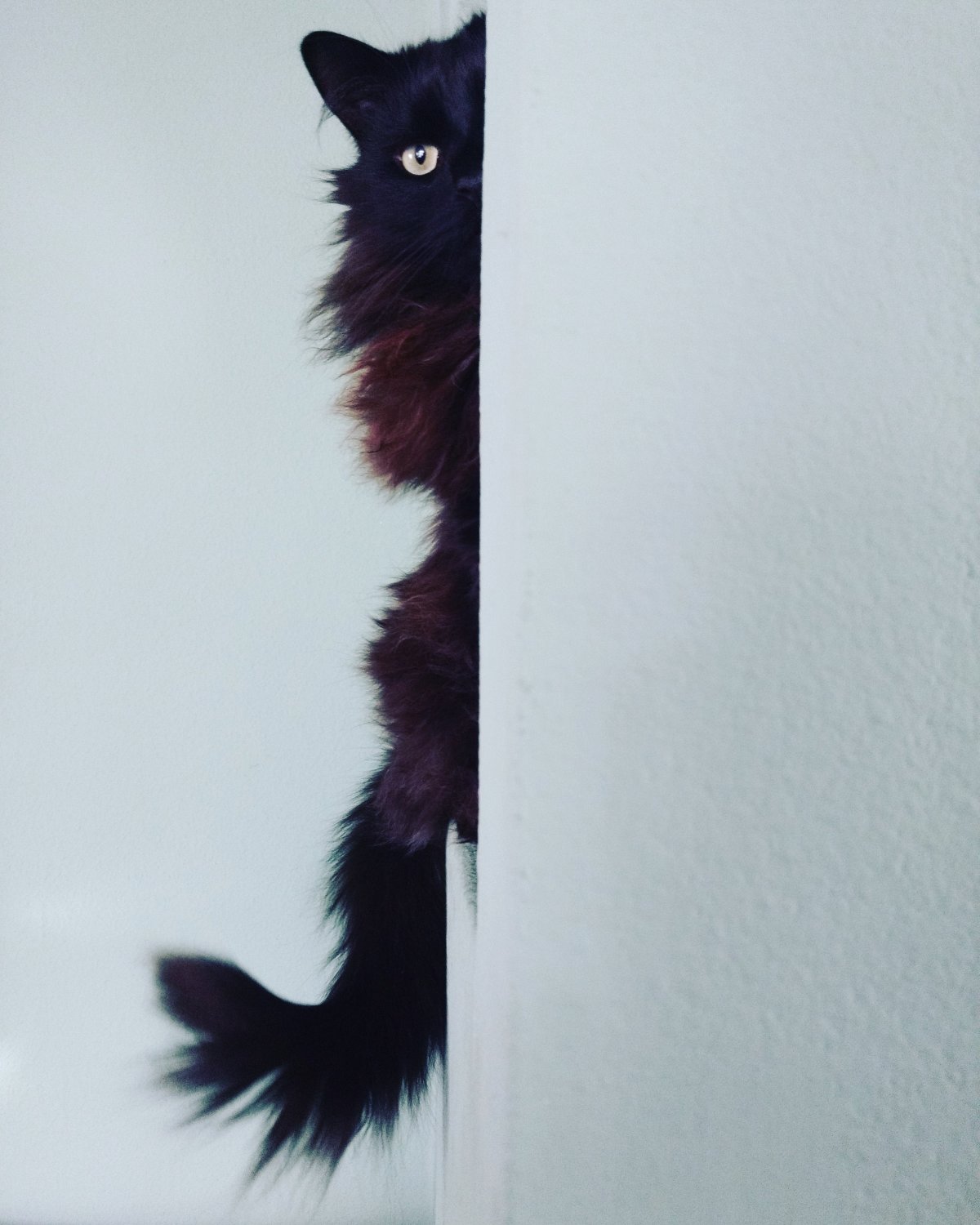 Кот выглядывающий из ЗМ аугла