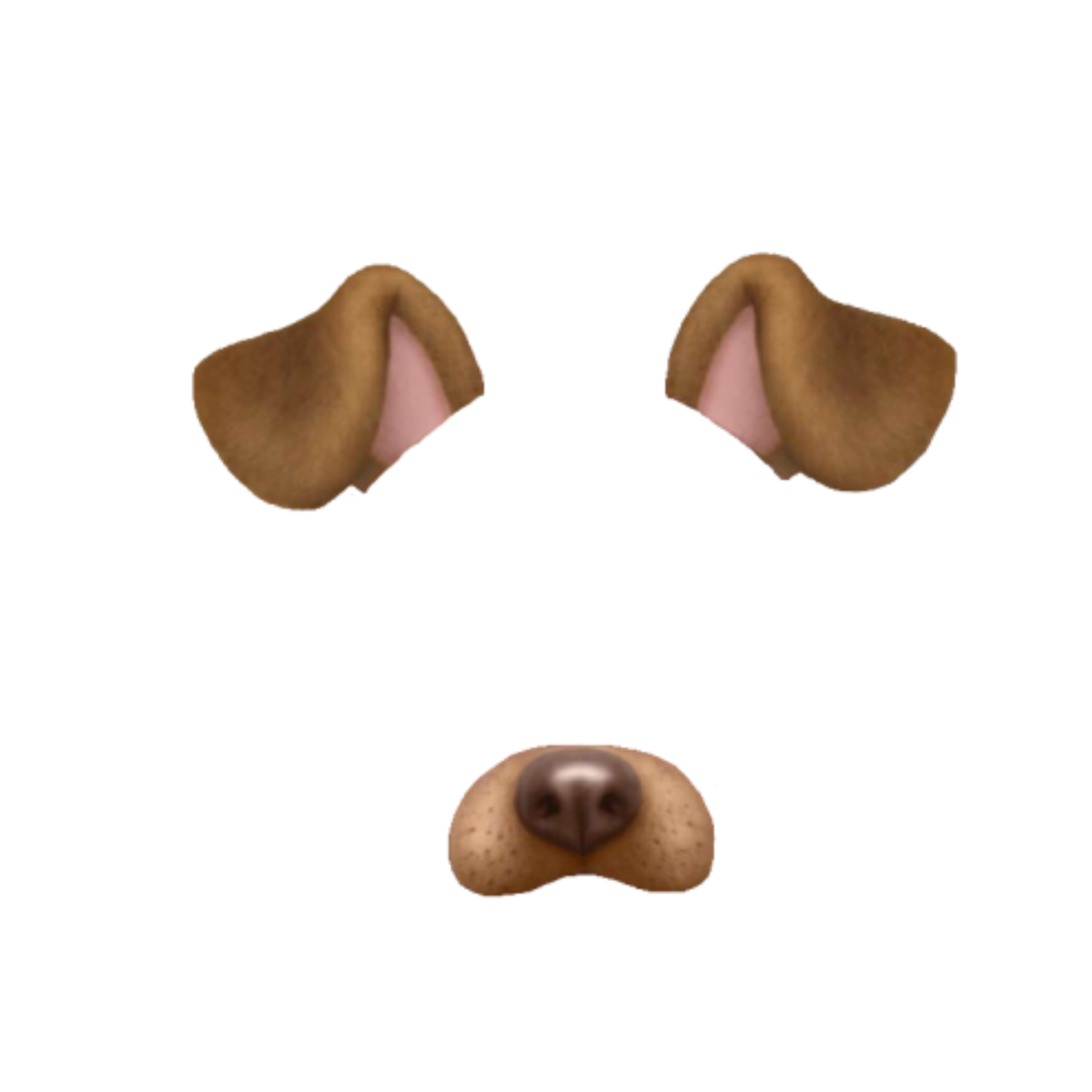 Слух собаки