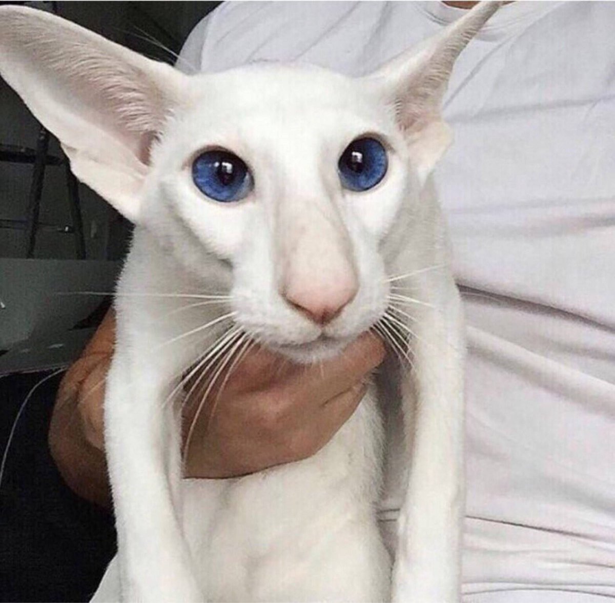 Гэри Доберман