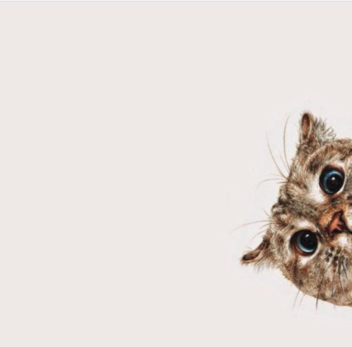 Кошка выглядывает