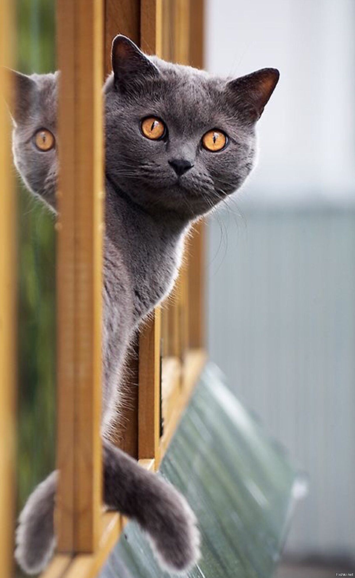 Белый котенок выглядывает